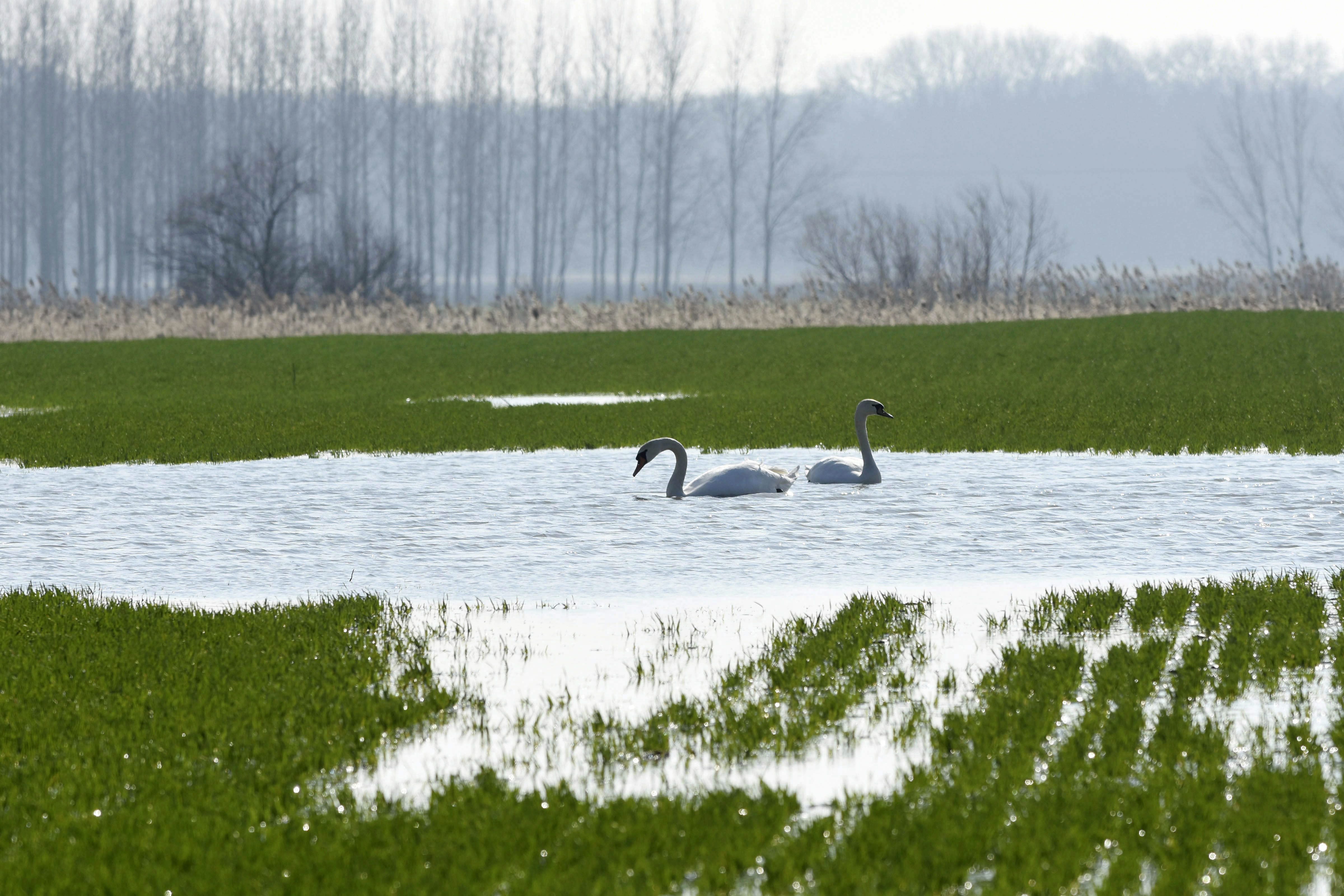 Talajállapottól független alkalmazhatóság