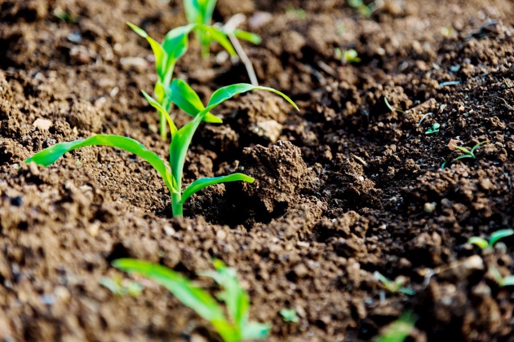 Optimális időzítés