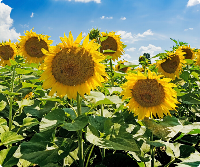 Növénydoktori tanácsadás